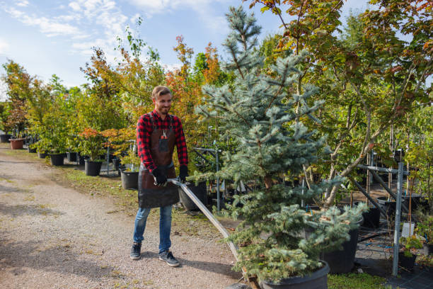 Professional Tree Service in Frederick, OK